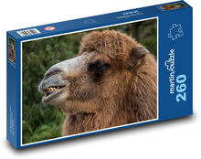 Ťava - zviera, zoo Puzzle 260 dielikov - 41 x 28,7 cm 