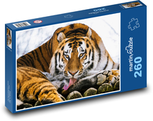 Tygr - zvíře, savec Puzzle 260 dílků - 41 x 28,7 cm