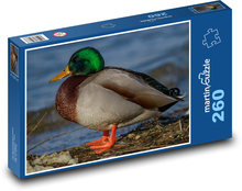 Duck - lake shore, aquatic animal Puzzle 260 pieces - 41 x 28.7 cm 