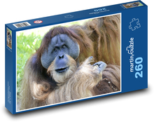 Orangutan - monkey, animal Puzzle 260 pieces - 41 x 28.7 cm 