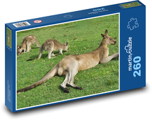 Kengury - Austrália, zviera Puzzle 260 dielikov - 41 x 28,7 cm 
