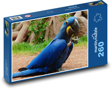 Modrý papoušek - hyacintový papoušek Puzzle 260 dílků - 41 x 28,7 cm