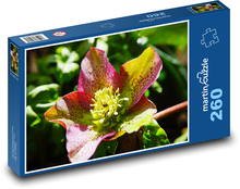 Christmas rose - flower, flower Puzzle 260 pieces - 41 x 28.7 cm