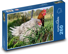 Kura - kogut, kurczak Puzzle 260 elementów - 41x28,7 cm