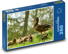 Kachna - mláďata, vodní pták Puzzle 260 dílků - 41 x 28,7 cm