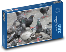 Holub ve městě - holubice, ptáci Puzzle 260 dílků - 41 x 28,7 cm
