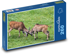 Wrestling goats - pets, farm Puzzle 260 pieces - 41 x 28.7 cm 