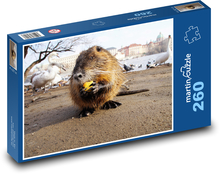 Nagetier - Tier, Nutria Puzzle 260 Teile - 41 x28,7 cm