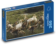 Kaczki - ptaki wodne Puzzle 260 elementów - 41x28,7 cm