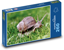 Schnecke - Muschel, Weichtier Puzzle 260 Teile - 41 x28,7 cm