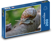 Ślimak - muszla, natura Puzzle 260 elementów - 41x28,7 cm