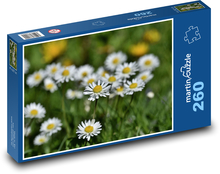 Gänseblümchen - Blume, Pflanze Puzzle 260 Teile - 41 x28,7 cm