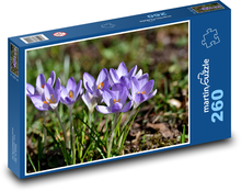 Fialový krokus - jarná rastlina, kvety Puzzle 260 dielikov - 41 x 28,7 cm 