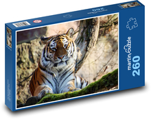 Dravec, tygr, šelma Puzzle 260 dílků - 41 x 28,7 cm