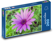 Daisy - flower, flower Puzzle 260 pieces - 41 x 28.7 cm 