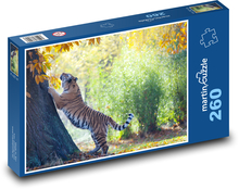 Tygr amurský - dravec, savec Puzzle 260 dílků - 41 x 28,7 cm