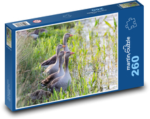 Kanadské husi - voda, jazero Puzzle 260 dielikov - 41 x 28,7 cm