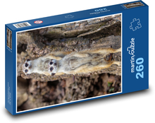 Surikata zblízka - sledovanie, zviera Puzzle 260 dielikov - 41 x 28,7 cm 