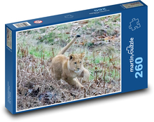 Löwe - junger Löwe, Raubtier Puzzle 260 Teile - 41 x28,7 cm