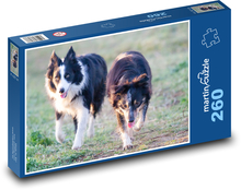 Para psów - collie, zwierzę domowe Puzzle 260 elementów - 41x28,7 cm