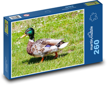 Krzyżówka - samiec kaczki, kaczki Puzzle 260 elementów - 41x28,7 cm