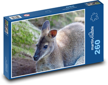 Kangaroo - marsupial, animal Puzzle 260 pieces - 41 x 28.7 cm