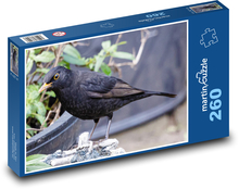 Kos - černý pták, zvíře Puzzle 260 dílků - 41 x 28,7 cm