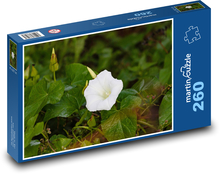 Ranna chwała - biały kwiat, roślina Puzzle 260 elementów - 41x28,7 cm