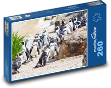 Skupina tučňáků - zoo, tučňák brýlový Puzzle 260 dílků - 41 x 28,7 cm