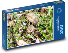 Žába v trávě - obojživelník, ropucha Puzzle 260 dílků - 41 x 28,7 cm
