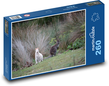 Kengura biela - zviera, vačkovec Puzzle 260 dielikov - 41 x 28,7 cm 