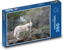 Dingo - pes, zvíře Puzzle 260 dílků - 41 x 28,7 cm
