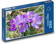 Krokus - Blume, Garten Puzzle 260 Teile - 41 x28,7 cm