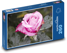 Růžová růže - květ, zahrada Puzzle 260 dílků - 41 x 28,7 cm