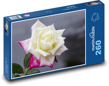 Květ růže - květina, růžový květ  Puzzle 260 dílků - 41 x 28,7 cm