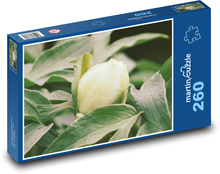 Biała piwonia - ogród, kwiat Puzzle 260 elementów - 41x28,7 cm
