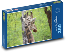 Żyrafa - ssak, Afryka Puzzle 260 elementów - 41x28,7 cm