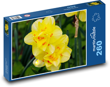 Žluté narcisy - květiny, botanika Puzzle 260 dílků - 41 x 28,7 cm