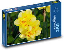 Žlté narcisy - kvety, botanika Puzzle 260 dielikov - 41 x 28,7 cm 