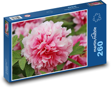 Różowa piwonia - kwiat, kwiat Puzzle 260 elementów - 41x28,7 cm