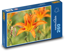 Orange Taglilie - orangefarbene Blume, Garten Puzzle 260 Teile - 41 x28,7 cm