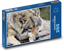 Šedý vlk - zvíře, savec Puzzle 260 dílků - 41 x 28,7 cm