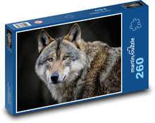 Wolf - wild animal, mammal Puzzle 260 pieces - 41 x 28.7 cm 