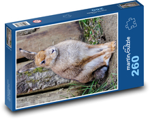 Irský zajíc - savec, býložravec Puzzle 260 dílků - 41 x 28,7 cm