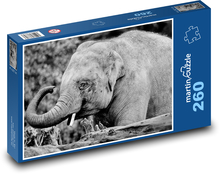 Slon indický - slůně, zvíře Puzzle 260 dílků - 41 x 28,7 cm