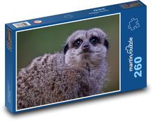 Surikata - mammal, animal Puzzle 260 pieces - 41 x 28.7 cm 
