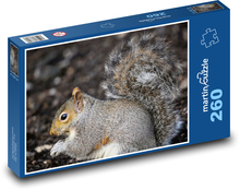 Šedá veverka - hlodavec, savec Puzzle 260 dílků - 41 x 28,7 cm