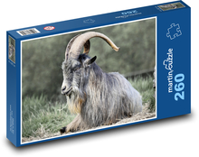 Koza irlandzka - zwierzę, ssak Puzzle 260 elementów - 41x28,7 cm