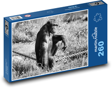 Šimpanz - opice, zoo Puzzle 260 dielikov - 41 x 28,7 cm 