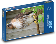 Jastrab - dravý vták, zviera Puzzle 260 dielikov - 41 x 28,7 cm 